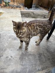 Reunited Female Cat last seen South Clarkson and Jewell, Denver, CO 80210