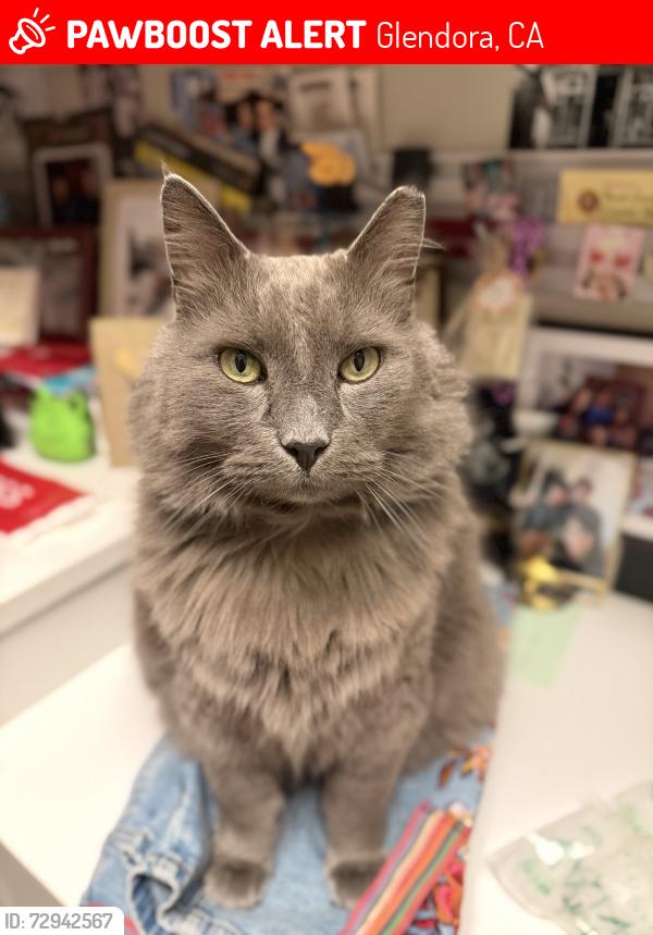 Lost Male Cat last seen Willow springs lane and Leadora, Glendora, CA 91741