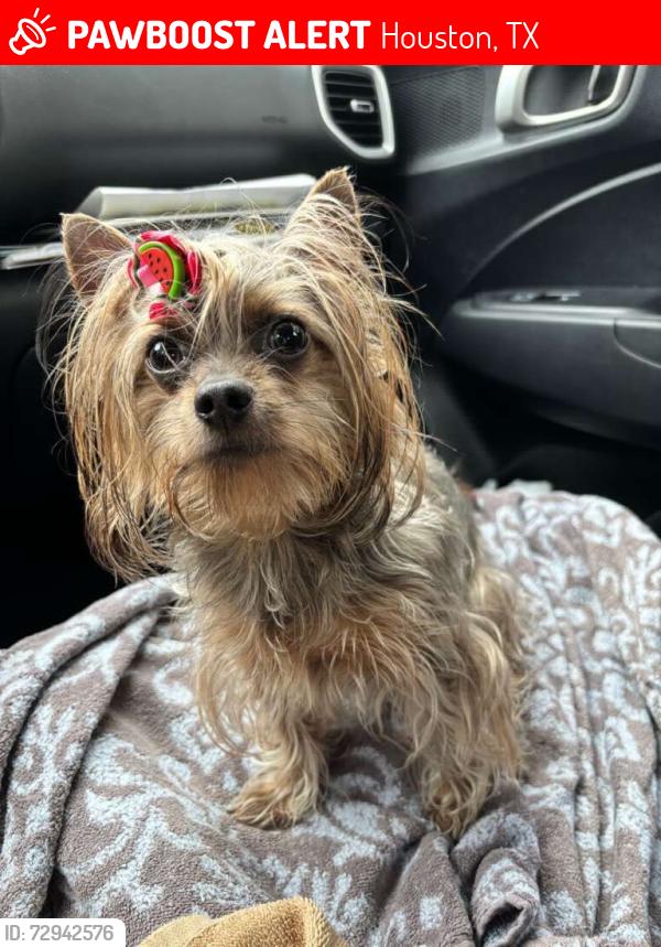 Lost Female Dog last seen Park Manor st , court rd and raven ridge dr, Houston, TX 77053