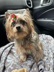 Lost Female Dog last seen Park Manor st , court rd and raven ridge dr, Houston, TX 77053