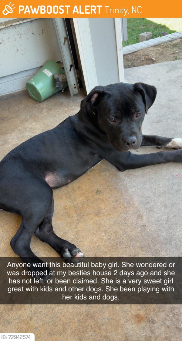 Found/Stray Female Dog last seen Near Mendenhall rd , Trinity, NC 27263