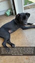 Found/Stray Female Dog last seen Near Mendenhall rd , Trinity, NC 27263