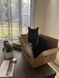Reunited Male Cat last seen Sarahs Lane and Whetstone Road in the Sawmill Village s. Horsham, PA, Horsham, PA 19044