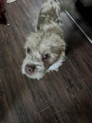 Found/Stray Male Dog last seen Road Emma, Littlerock, CA 93543