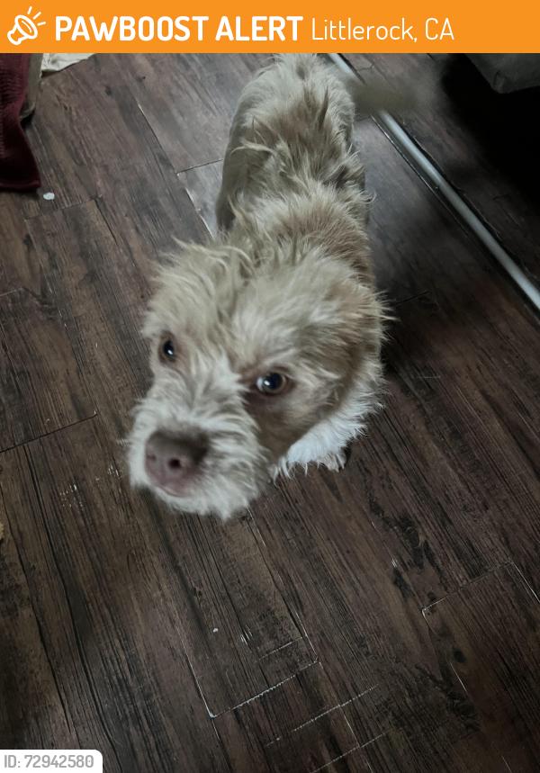 Found/Stray Male Dog last seen Road Emma, Littlerock, CA 93543