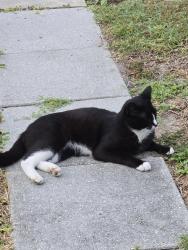 Found/Stray Unknown Cat last seen SE 2nd Terrace by Baptist Church on SE 24th St, Cape Coral, FL 33990