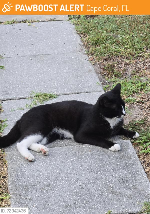 Found/Stray Unknown Cat last seen SE 2nd Terrace by Baptist Church on SE 24th St, Cape Coral, FL 33990