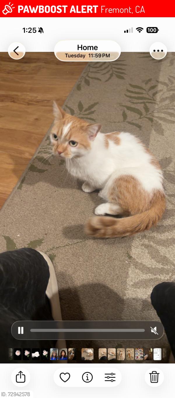 Lost Female Cat last seen Olive avenue , Fremont, CA 94539