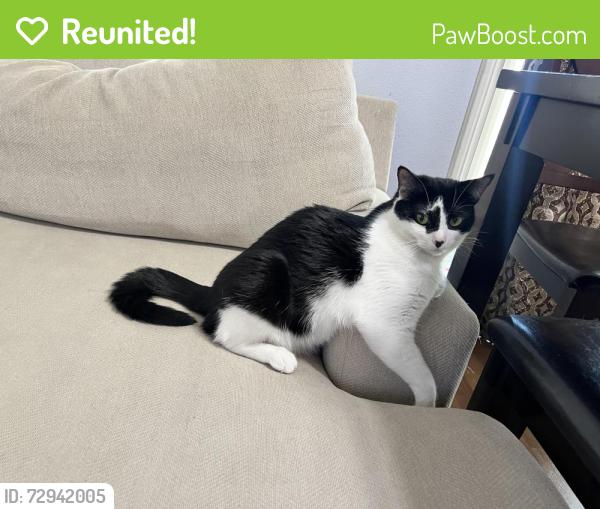 Reunited Female Cat last seen Montoya Dr, Corona, CA 92882