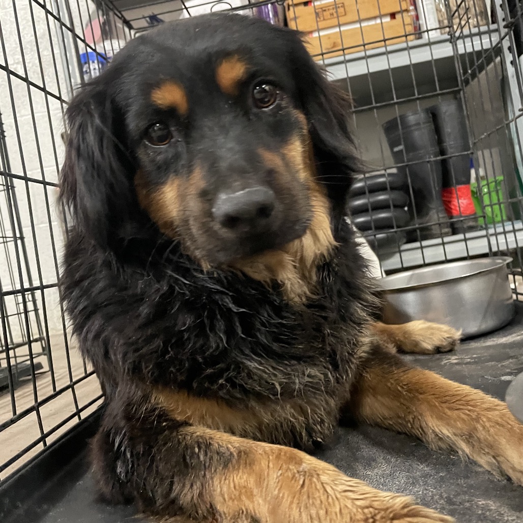 Shelter Stray Female Dog last seen , Edinburg, TX 78539