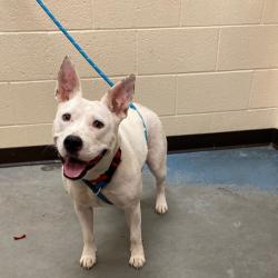 Shelter Stray Female Dog last seen , Memphis, TN 38133