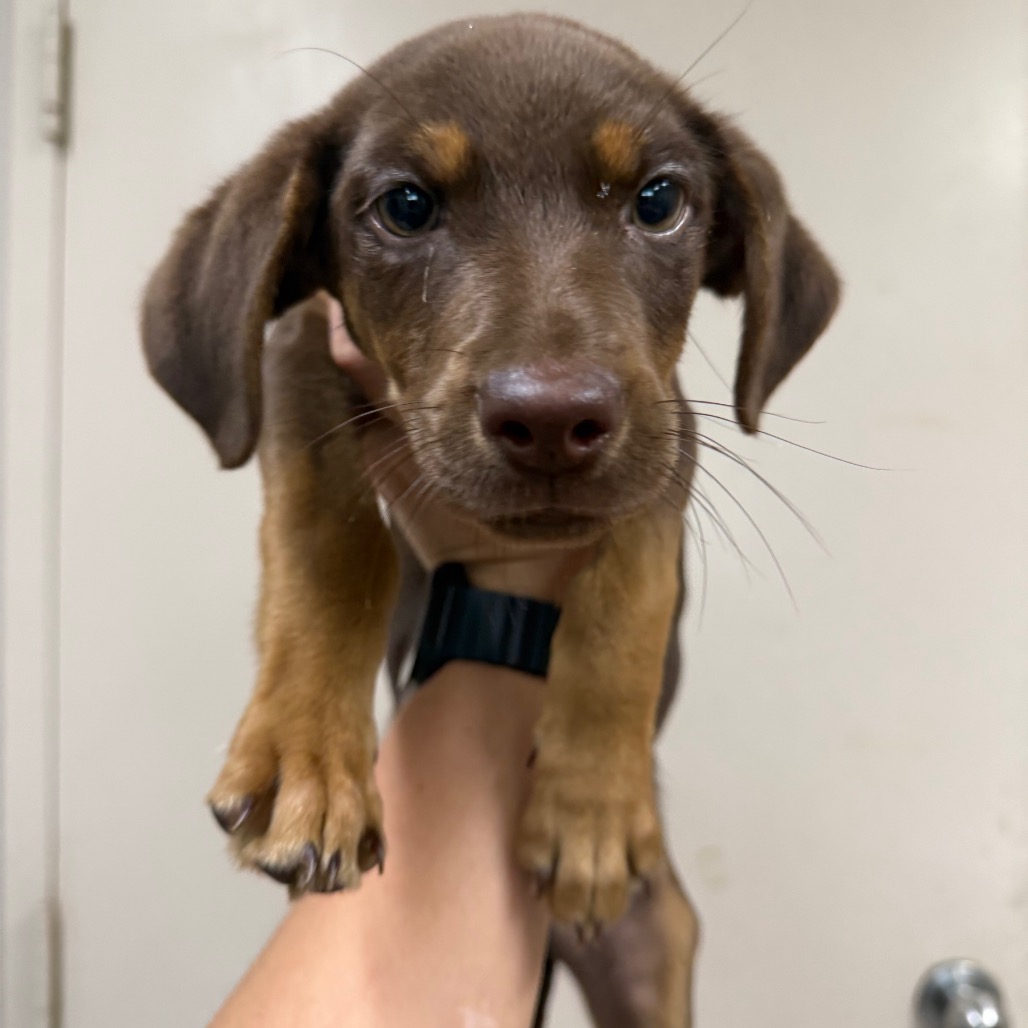 Shelter Stray Male Dog last seen , Pine Bluff, AR 71601
