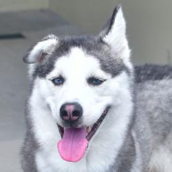 Shelter Stray Female Dog last seen , Ottawa, KS 66067