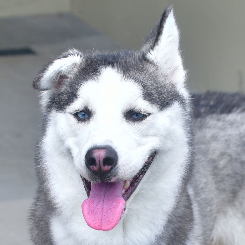 Shelter Stray Female Dog last seen , Ottawa, KS 66067