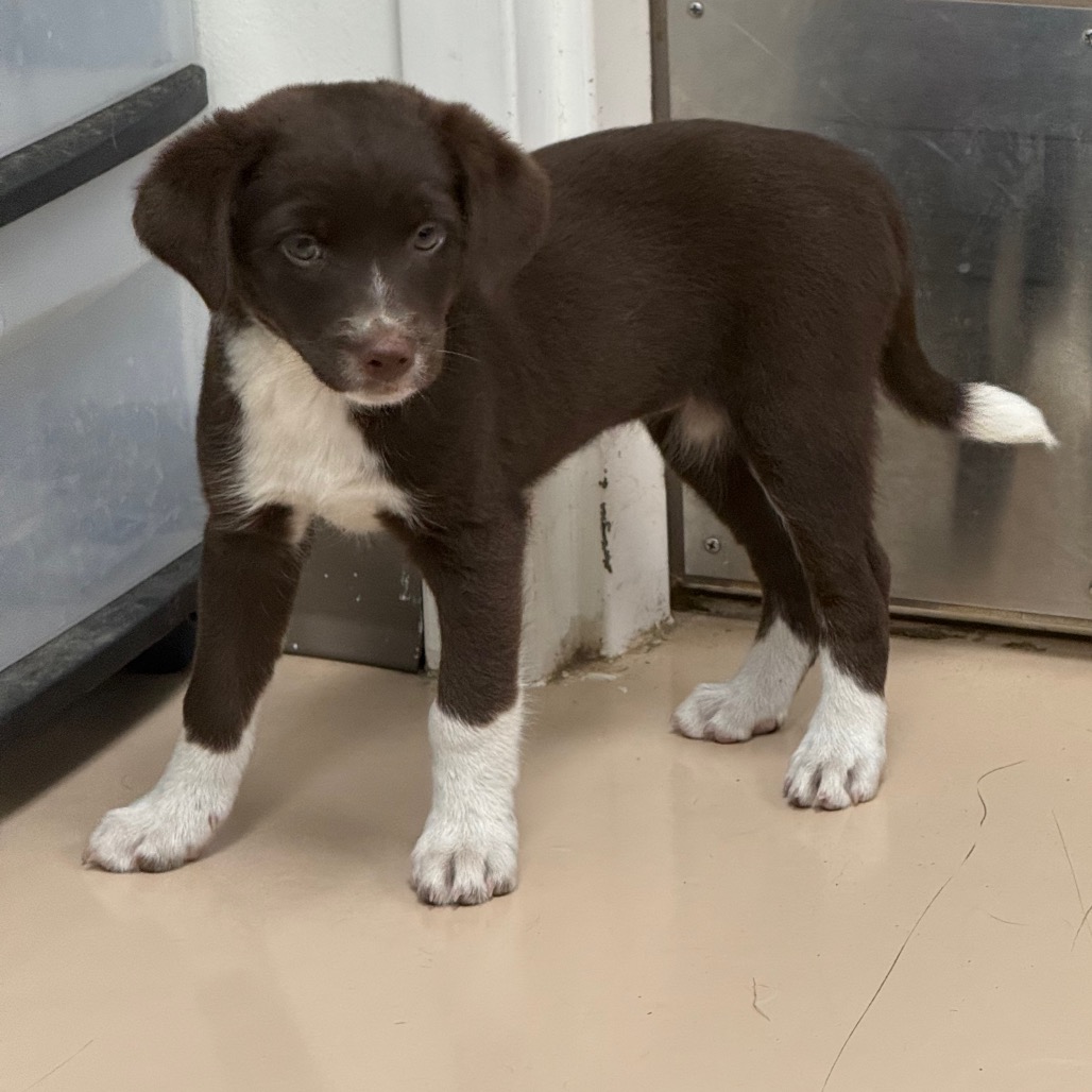 Shelter Stray Female Dog last seen , Pine Bluff, AR 71601