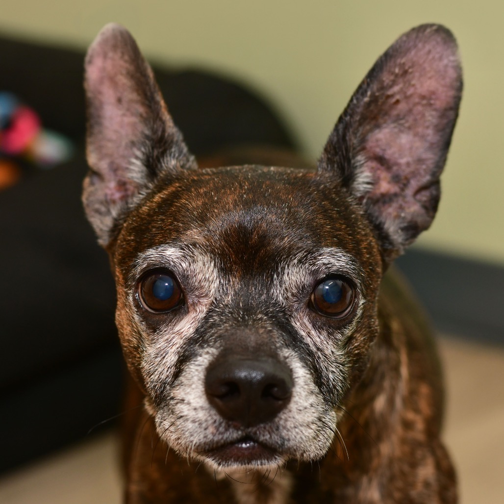 Shelter Stray Male Dog last seen , Ottawa, KS 66067