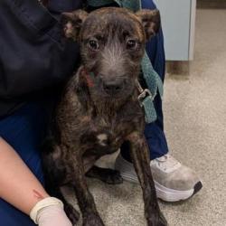 Shelter Stray Female Dog last seen , Jacksonville, FL 32216