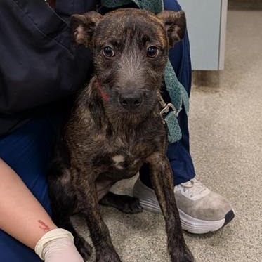Shelter Stray Female Dog last seen , Jacksonville, FL 32216