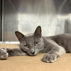 Shelter Stray Female Cat last seen , Greenville, SC 29609