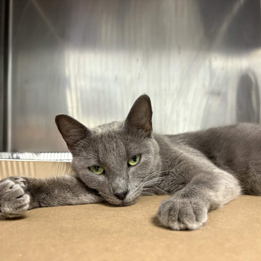 Shelter Stray Female Cat last seen , Greenville, SC 29609