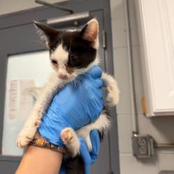 Shelter Stray Male Cat last seen , Greenville, SC 29609