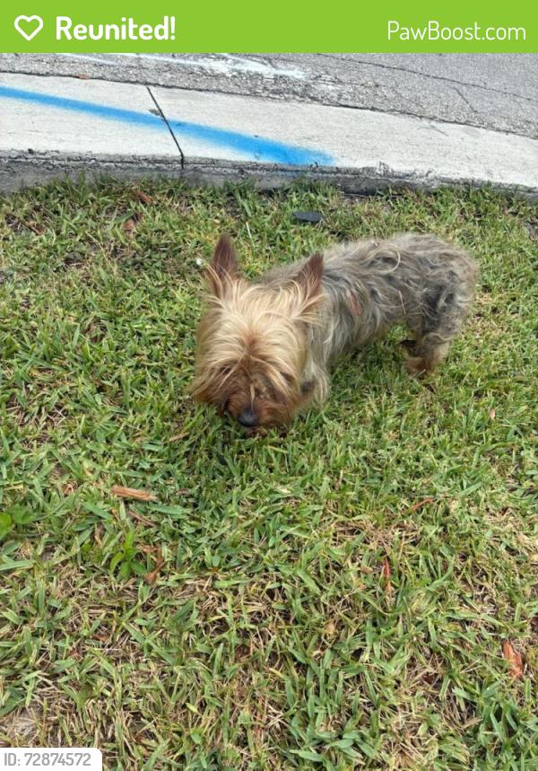Reunited Male Dog last seen Royal Palm Garden area on 19st, Fort Lauderdale, FL 33311