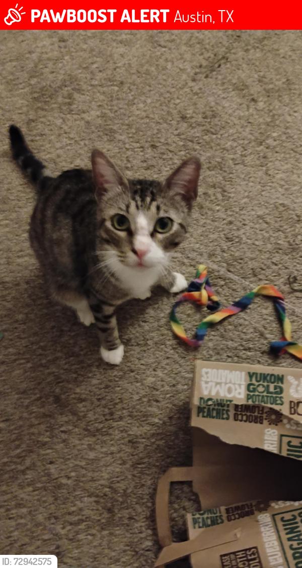 Lost Male Cat last seen son dr 78704 , Austin, TX 78704