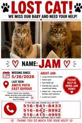 Lost Female Cat last seen Old country road and bennet circle , East Quogue, NY 11942