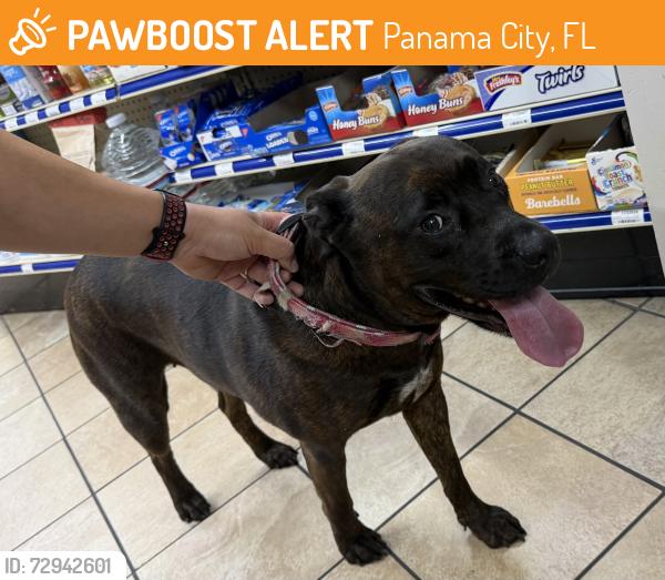 Found/Stray Female Dog last seen State road 390 and hwy 231 Panama City Florida , Panama City, FL 32404