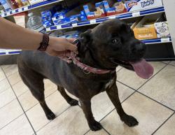 Found/Stray Female Dog last seen State road 390 and hwy 231 Panama City Florida , Panama City, FL 32404