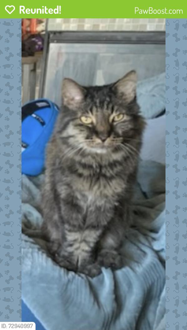 Reunited Male Cat last seen Maplestar/ Gallery Shores, Las Vegas, NV 89128