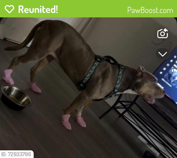 Reunited Female Dog last seen Near Jim Reinthal Court, Dallas, TX 75227