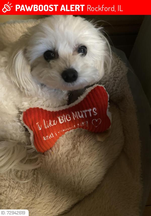 Lost Female Dog last seen Rural ave., Rockford, IL 61107