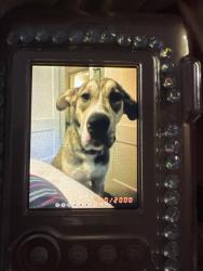 Reunited Male Dog last seen 7 mile and grand river ave , Redford Township, MI 48240