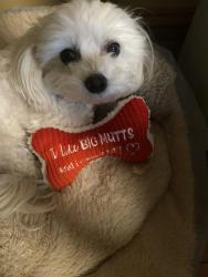 Lost Female Dog last seen Rural ave., Rockford, IL 61107