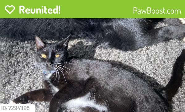 Reunited Female Cat last seen Prouty Rd, Traverse City, Traverse City, MI 49686