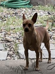 Found/Stray Male Dog last seen Laurel Oaks Way, Fair Oaks, CA 95628
