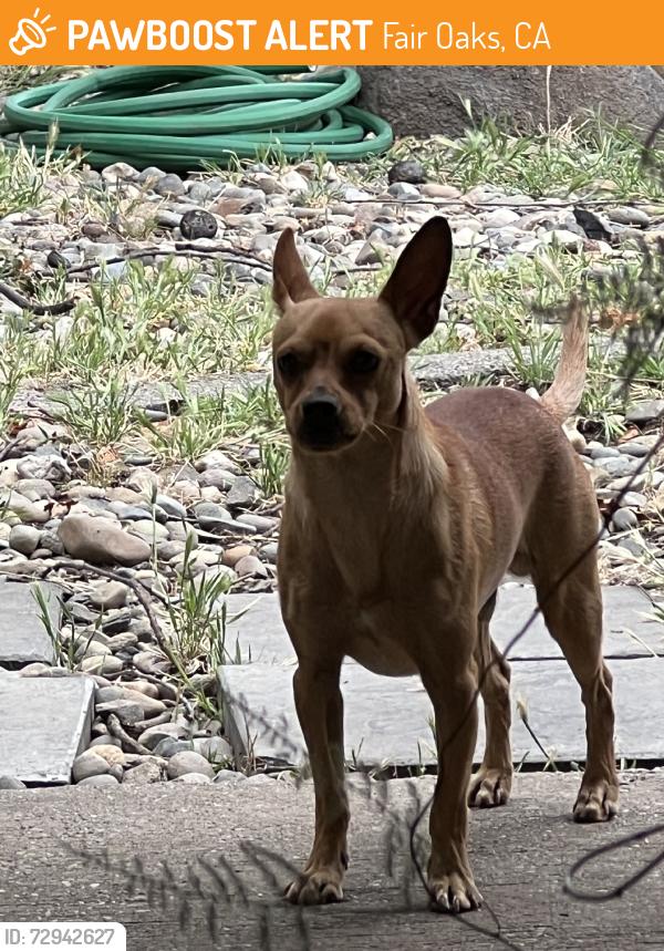 Found/Stray Male Dog last seen Laurel Oaks Way, Fair Oaks, CA 95628