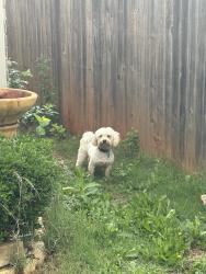 Reunited Male Dog last seen Rose Creek Country Club, Edmond, OK 73012