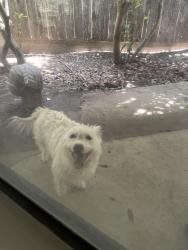 Reunited Female Dog last seen Rawhide Dr and Old West Dr , Round Rock, TX 78681