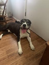Found/Stray Male Dog last seen Romana and I, Pensacola, FL 32502