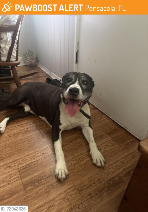 Found/Stray Male Dog last seen Romana and I, Pensacola, FL 32502