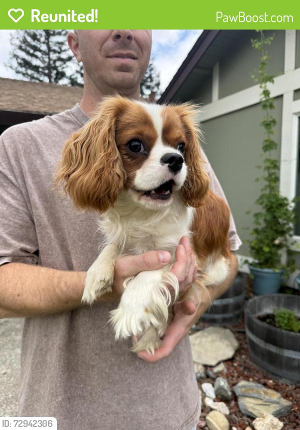 Reunited Male Dog last seen Hancock Drive , Folsom, CA 95630