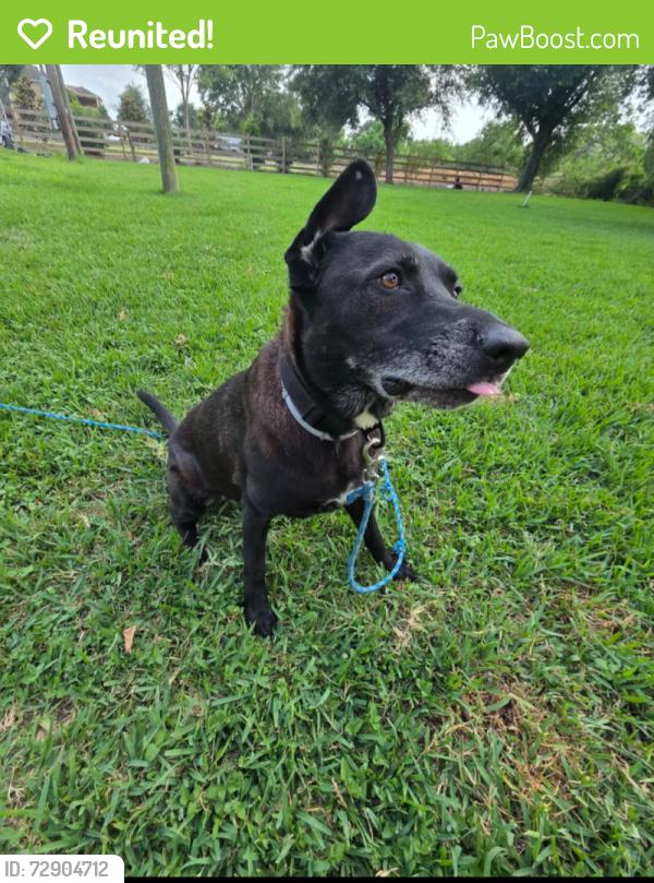 Reunited Female Dog last seen Red Bluff, New Caney, TX 77357