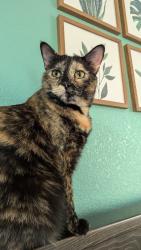 Reunited Female Cat last seen Lavender Ave. & 10th St SW, Loveland, CO 80537