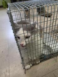 Shelter Stray Male Cat last seen Out of Town, Burnsville, NC 28714