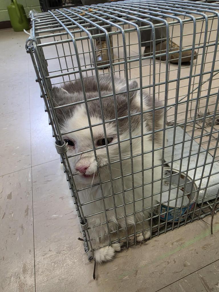 Shelter Stray Male Cat last seen Out of Town, Burnsville, NC 28714