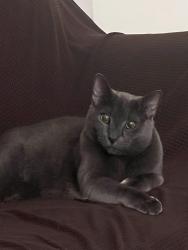 Reunited Male Cat last seen West side, Jersey City, NJ 07304