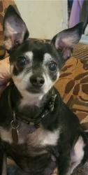 Lost Male Dog last seen Morrison Elementary School, Fort Smith, AR 72904