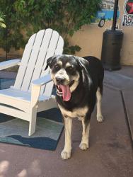 Reunited Male Dog last seen 42nd street , Bermuda Dunes, CA 92203